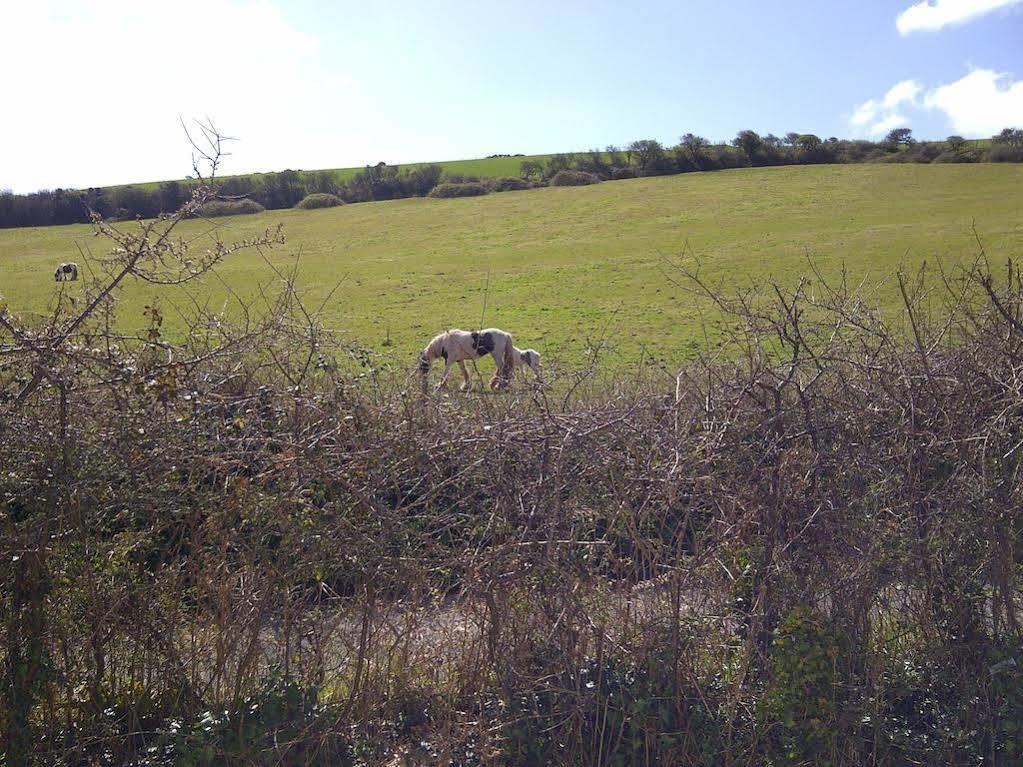 Freshwater Bay Holiday Cottages Pembroke Extérieur photo